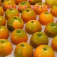 滑皮金桔水果生鮮金桔現(xiàn)采直發(fā)脆爽香甜質(zhì)量保證皮薄
