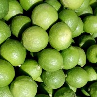 青檸檬奶茶店酒店專用清香皮薄多汁新鮮現(xiàn)摘小青非廣東檸香水檸檬