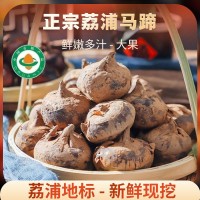 馬蹄新鮮現(xiàn)挖種植基地直接批發(fā)廣西荔浦馬蹄荸薺農(nóng)家自種