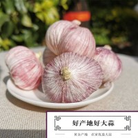 干貨大蒜頭云南紫皮獨(dú)三瓣蒜新蒜紫皮蒜農(nóng)家干蒜頭紅皮三丫蒜批發(fā)