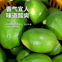 廣東香水檸檬果園現(xiàn)摘現(xiàn)發(fā)奶茶店專用批發(fā)一級(jí)果全國一件代發(fā)10斤