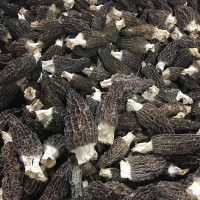 羊肚菌干貨500g 5公分以上營養(yǎng)高大量批發(fā)廠地直發(fā)