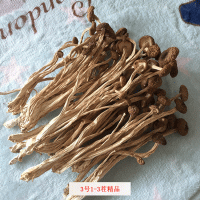 君志 江西廣昌3號茶樹菇干貨批發(fā)食用菌 中粗不開傘精品 2023新貨