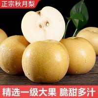 一件代發(fā)秋月梨新鮮水果羊脂秋月冰糖梨當(dāng)季現(xiàn)摘梨子順豐包郵