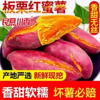 新鮮沙地蜜薯糖心紅薯板栗紅番薯黃心板栗薯甜糯軟糯香甜地瓜