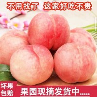 【脆甜可口】秋桃陜西高山脆桃5斤3斤9斤裝現(xiàn)摘水蜜桃毛桃孕婦