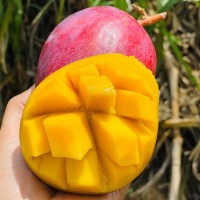 四川攀枝花彩虹芒新鮮應(yīng)季熱帶水果香甜多汁芒果3/5斤裝批發(fā)