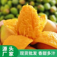 廣西小臺(tái)農(nóng)芒果 新鮮現(xiàn)摘小臺(tái)芒應(yīng)當(dāng)季熱帶水果特產(chǎn)整箱產(chǎn)地貨源