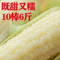 玉米10根一等糯玉米棒東北特產(chǎn)新鮮白糯玉米棒粘黏苞米冷凍糯玉米