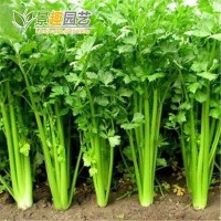 小香芹種子四季易種西芹蔬菜庭院陽臺(tái)盆栽家庭種植香味濃細(xì)種籽