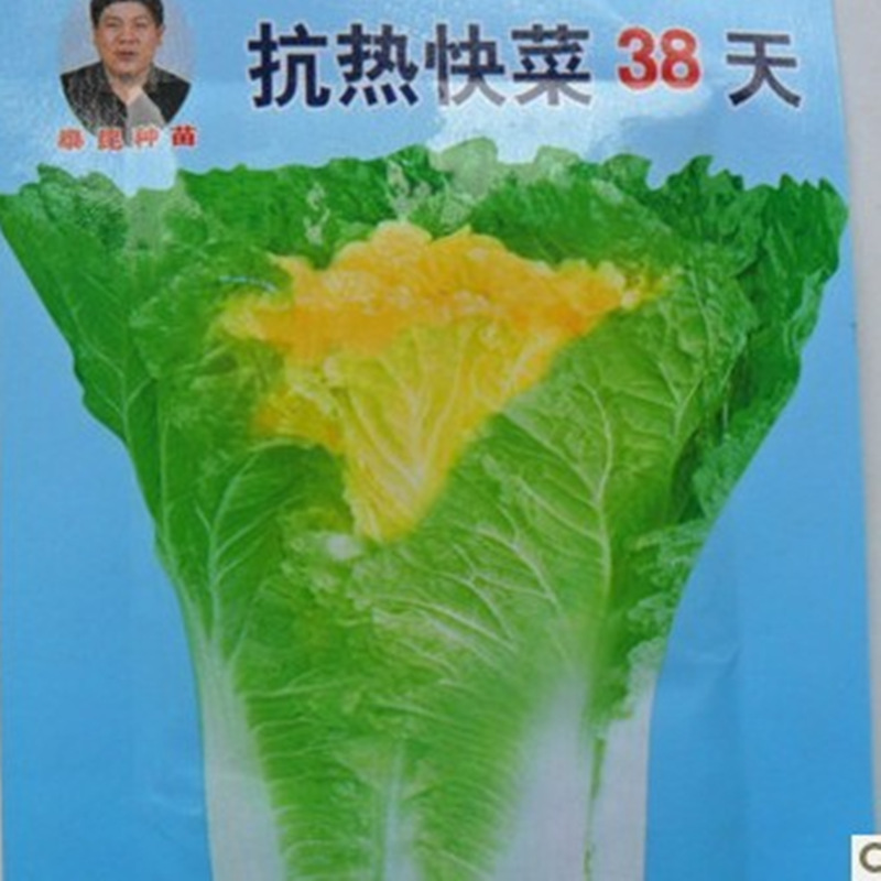 抗熱白菜