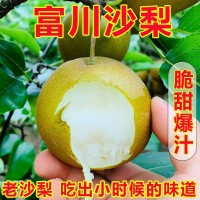 廣西富川沙梨翠冠梨黃花梨桂花梨新鮮豐水梨薄皮脆甜多汁碭山梨