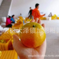 新會(huì)產(chǎn)地柑橘 大紅果皮二紅果皮 新會(huì)一線產(chǎn)區(qū)正宗廣陳皮批發(fā)