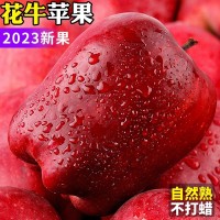 甘肅天水花牛蘋(píng)果糖心紅蛇粉面蘋(píng)果當(dāng)季新鮮水果