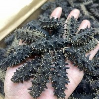 顧源堂 大連遼參 大連淡干海參 遼參 刺參 六排刺高泡發(fā)