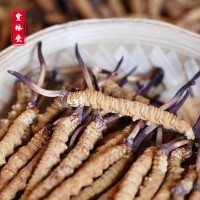 冬蟲夏草足干無斷草蟲草飽滿蟲草抖音帶貨代發(fā)蟲草 冬蟲夏草批發(fā)