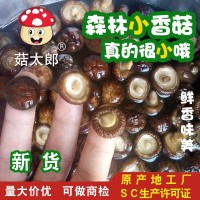 袖珍菇批發(fā)價 西峽干香菇 產(chǎn)地批發(fā) 冬菇 干椎茸1.5-2CM