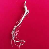 原產(chǎn)地直發(fā)林下籽參 煲湯泡酒禮品林下參 禮盒證書人參山參批發(fā)