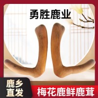 梅花鹿鮮鹿茸批發(fā)整枝新鮮帶血可連刀切片男性泡酒鮮鹿茸滋補(bǔ)現(xiàn)貨