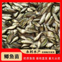 3-4公分優(yōu)質(zhì)淡水鯽魚苗 中科三號(hào) 五號(hào)工程鯽苗 異育銀鯽魚