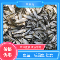 鱖魚成品魚 漁場(chǎng)適用 鮮活優(yōu)質(zhì)水產(chǎn) 基地直發(fā) 就選永盛合
