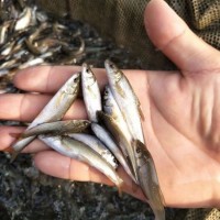 淡水銀鱈魚苗 雜食性魚類 水庫(kù)養(yǎng)殖魚苗生長(zhǎng)快