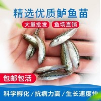 加州鱸魚苗批發(fā) 養(yǎng)殖池塘要求不高 營(yíng)養(yǎng)高 易成活