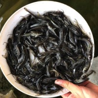 廣東批發(fā)叉尾魚苗高產(chǎn)量無(wú)病害 云南鮰魚苗