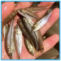 淡水加州鱸魚苗 反季節(jié)苗 3-4厘米優(yōu)鱸1號(hào)魚苗 宏利發(fā)