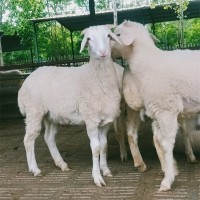 養(yǎng)殖育肥澳洲白綿羊 成年改良種公羊 四肢健壯 鑫合盛