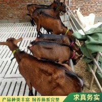 脫溫散養(yǎng)紅鹿奶山羊幼崽 養(yǎng)殖小羊羔 性格溫順