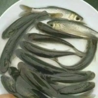 漁場(chǎng)直供草魚 優(yōu)質(zhì)抗病好養(yǎng) 物美價(jià)廉 管送包活