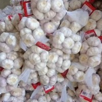 豐德利新鮮有機(jī)大蒜 顆粒飽滿(mǎn) 水分充足 可大量采購(gòu)