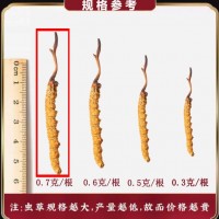 【特大0.7克/根】貴州云南湖南蟲草中苗亞香棒蟲草霍克斯冬蟲夏草