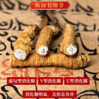 斷草純?nèi)夤?jié)冬蟲夏草 蟲草 冬蟲草 凍干蟲草 斷草斷蟲草大量批發(fā)