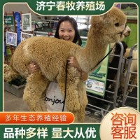 羊駝寵物活體哪里賣 活物羊駝幼崽多少錢一只 羊駝租賃回收