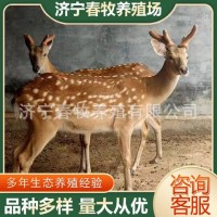 活體梅花鹿 園林景區(qū)觀賞梅花鹿多少錢一只家養(yǎng)寵物小型梅花鹿
