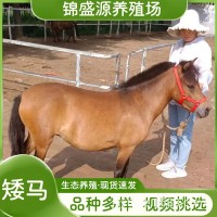 聽話矮馬的價格 景區(qū)觀賞矮馬一匹多少錢 常年租賃矮馬 矮馬回收