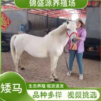 矮馬養(yǎng)殖基地 萌寵樂園小孩騎乘的小矮馬多少錢