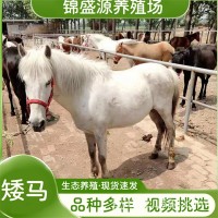 設特蘭矮腳馬活體寵物馬矮馬活物出售小型兒童騎乘馬真馬活馬觀賞