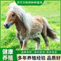 景區(qū)兒童騎乘馬價格設特欄小矮馬 活體矮馬 溫順馴養(yǎng)的小矮馬