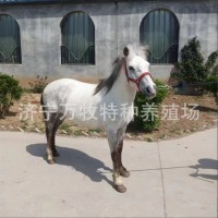 迷你小矮馬兒童騎乘馬 活馬家養(yǎng)馬觀賞設特蘭矮馬 矮馬多少錢一只