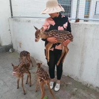 梅花鹿幼崽活體批發(fā)價格 人工馴養(yǎng)親人梅花鹿 觀賞梅花鹿養(yǎng)殖場