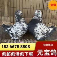 特大鴿一對活體雪花元寶鴿青年鴿種鴿養(yǎng)殖場成年5斤公斤鴿觀賞鴿