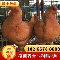 正宗元寶鴿養(yǎng)殖場特大鴿一對白色巨型鴿大體型肉鴿種鴿巨型元寶鴿
