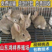 比利時(shí)兔苗大型肉兔子活體肉兔苗活體小兔子比利時(shí)雜兔苗可繁殖