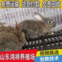 比利時(shí)種兔繁殖力怎么樣 山東鴻祥長期出售高產(chǎn)比利時(shí)種兔 價(jià)格低