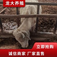 夏洛萊 牛種 廣西牛哪里買夏洛萊價(jià)格 養(yǎng)殖場急售常年供應(yīng)
