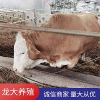 ?；铙w西門塔爾牛養(yǎng)殖場肉牛價(jià)格公牛出售貨到付款