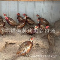 廠家供應(yīng)家養(yǎng)七彩山雞幼苗活體脫溫半斤山雞苗成年山雞批發(fā)價(jià)格